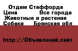 Отдам Стаффорда › Цена ­ 2 000 - Все города Животные и растения » Собаки   . Брянская обл.